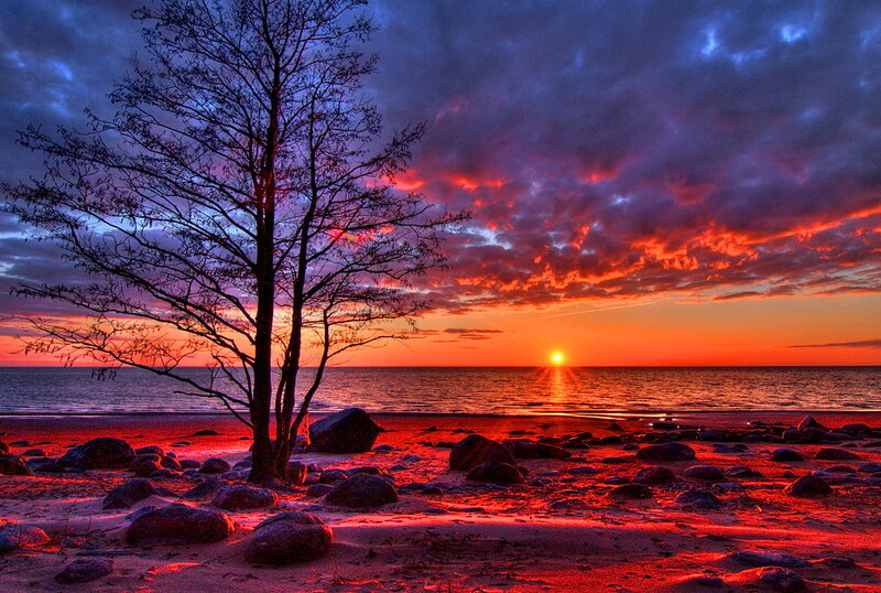 Tree on Rocky Beach