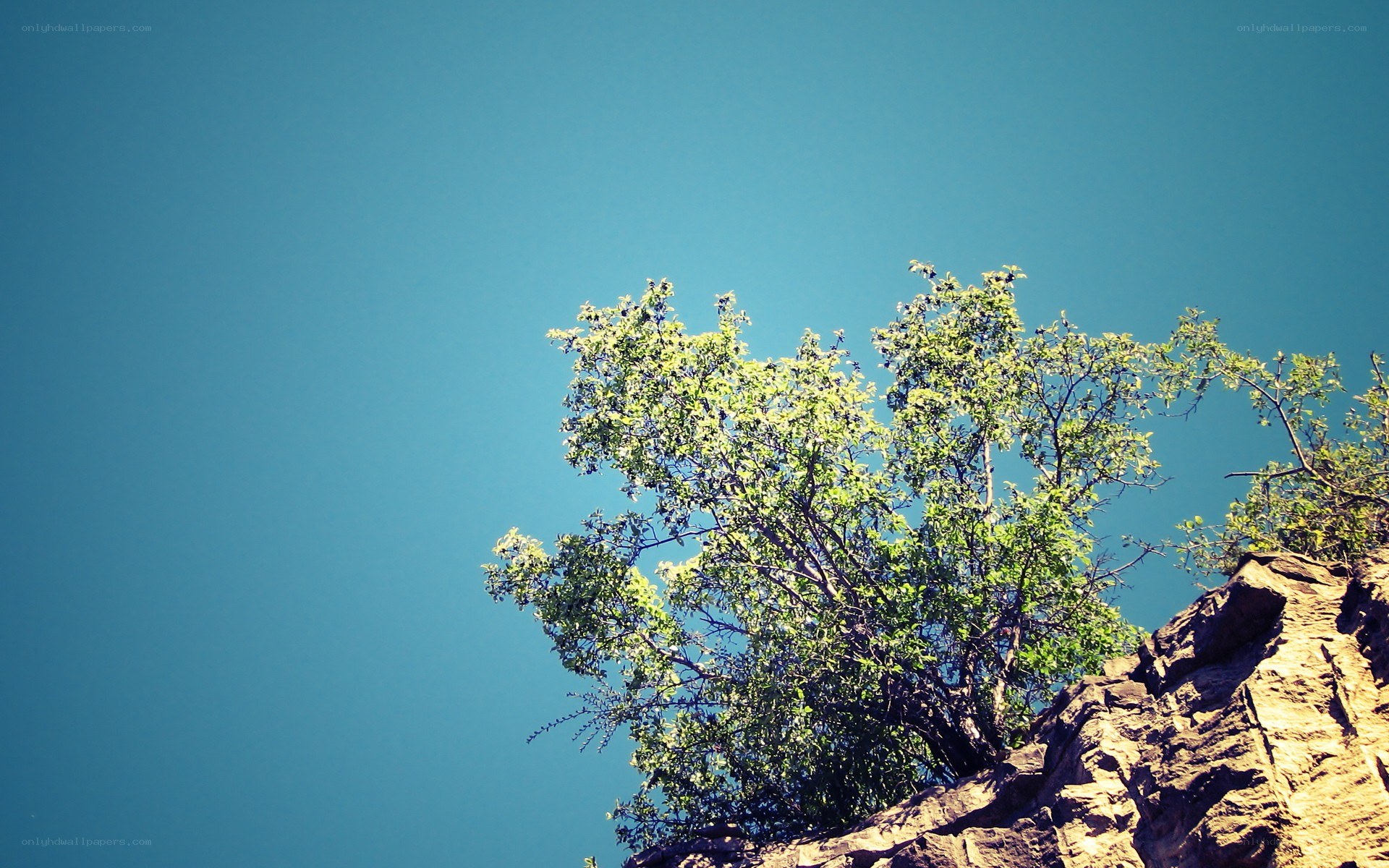 tree on rocky cliff against blue sky