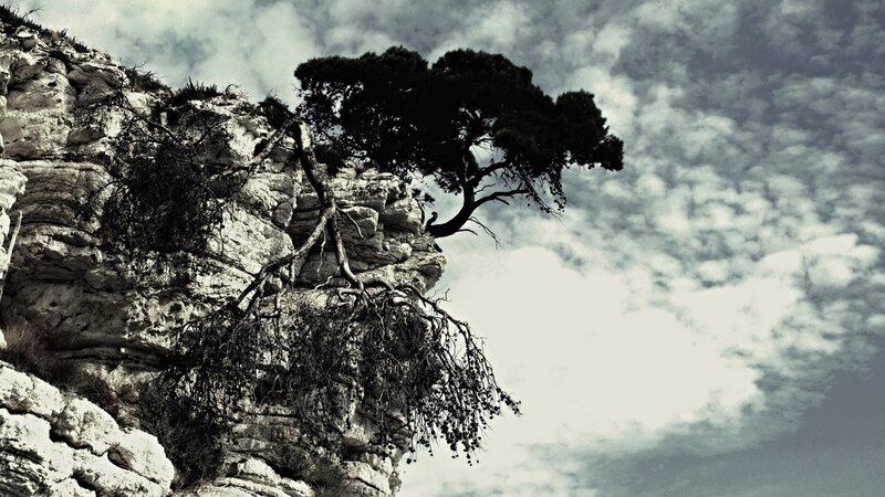 Tree on Rocky Cliff — Black, Dramatic