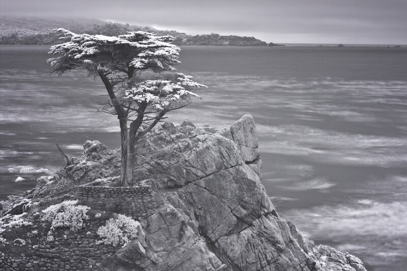 Tree on Rocky Cliff — Black
