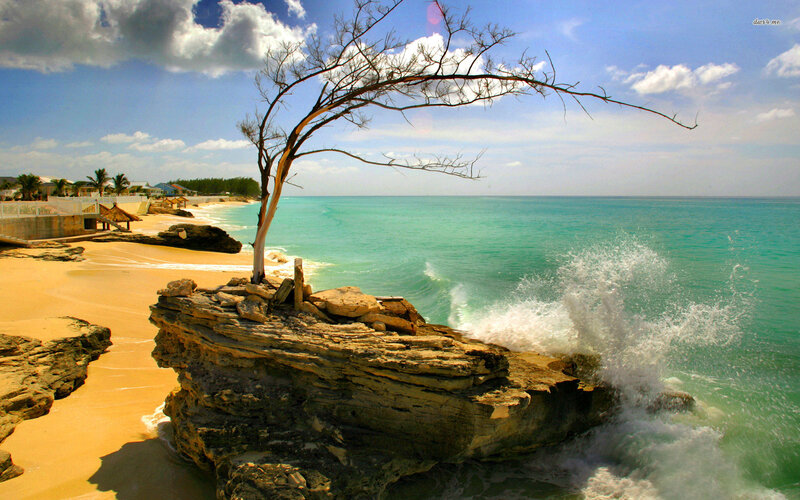 Tree on Rocky Cliff — Blue, Dramatic, Afternoon, Photograph