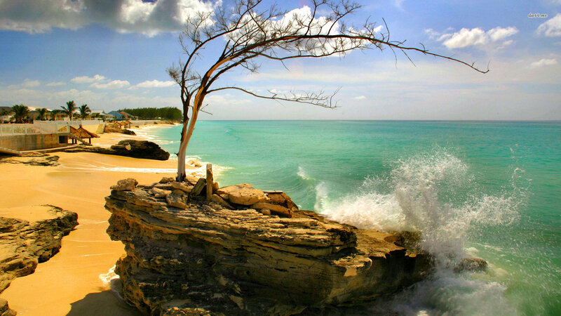 Tree on Rocky Cliff — Blue, Dramatic