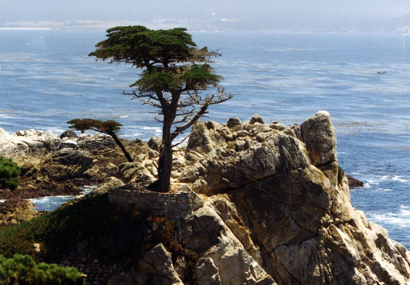 Tree on Rocky Cliff — Blue, Serene, Afternoon, Photograph, Ocean, Rocks, Trees