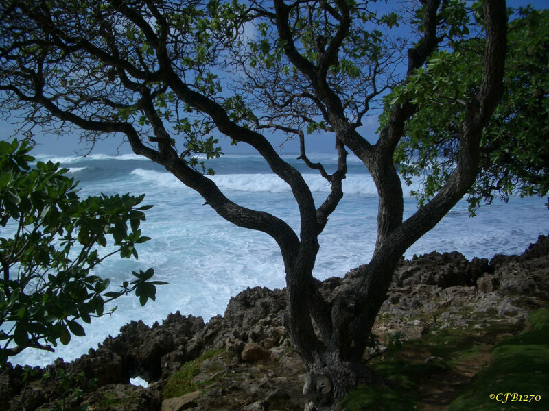 Tree on Rocky Cliff — Blue, Serene, Afternoon, Photograph