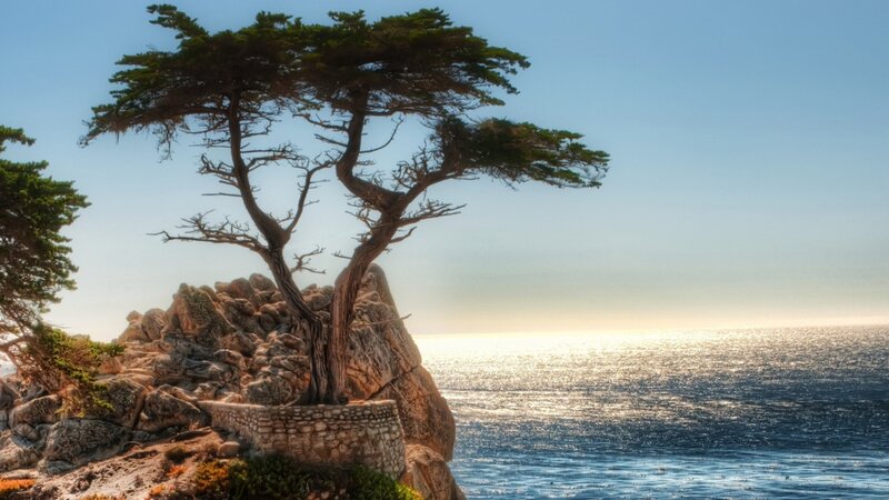 Tree on Rocky Cliff — Blue, Serene, Sunset, Photograph, Ocean