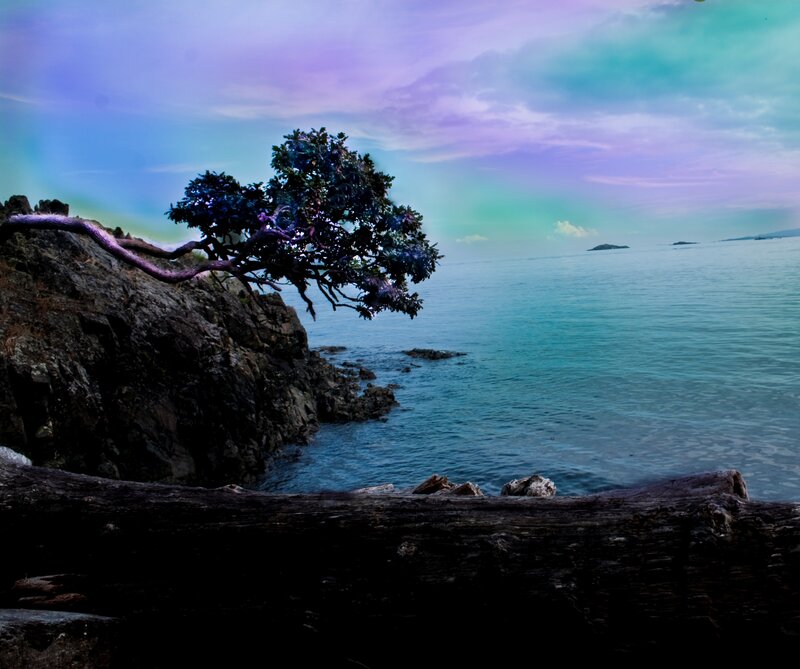 Tree on Rocky Cliff — Blue, Serene, Sunset, Photograph
