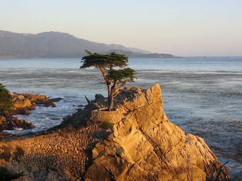 Tree on Rocky Cliff — Blue, Serene