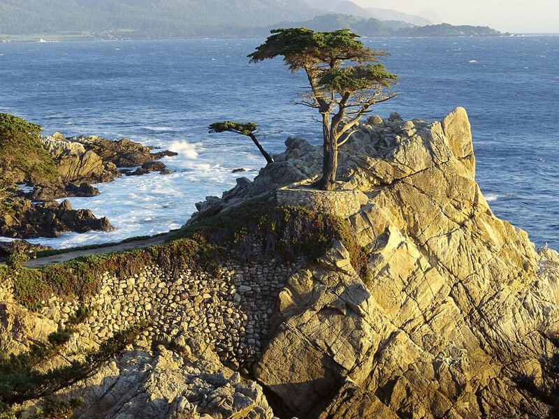 Tree on Rocky Cliff — Blue