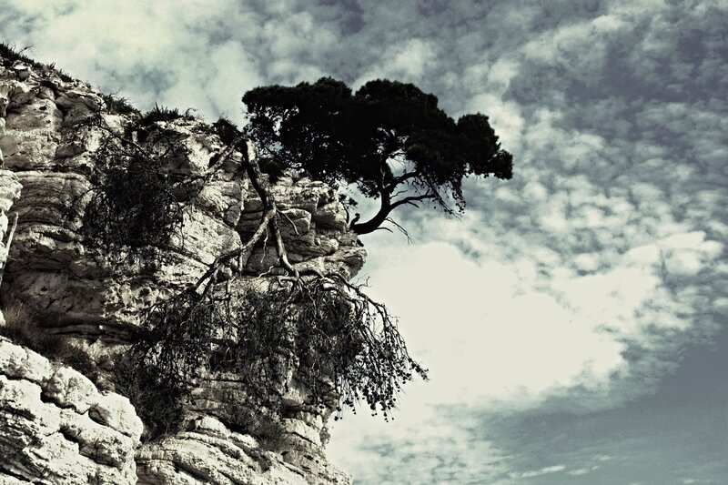 Tree on Rocky Cliff — Gray
