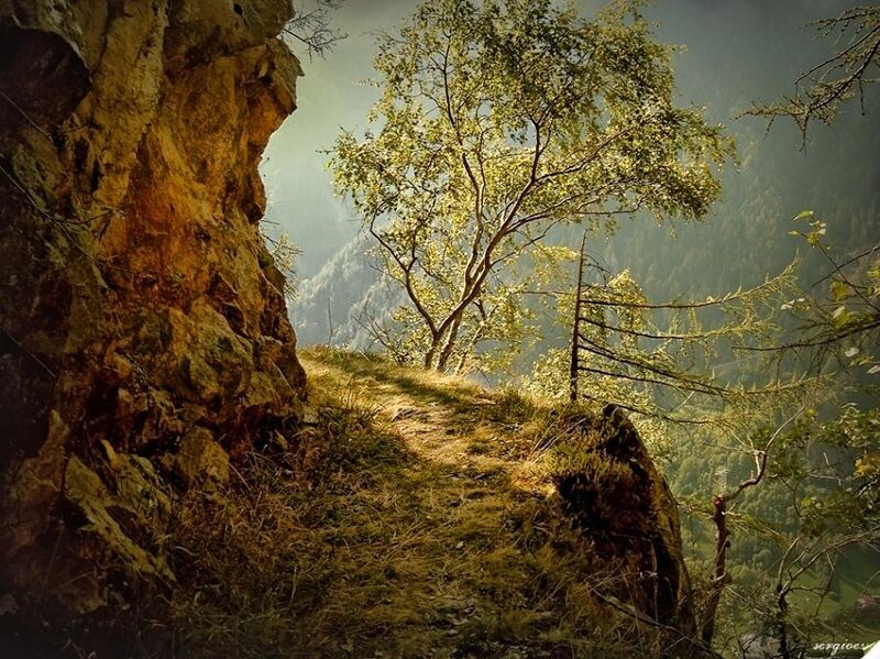 Tree on Rocky Cliff — Green, Serene, Afternoon