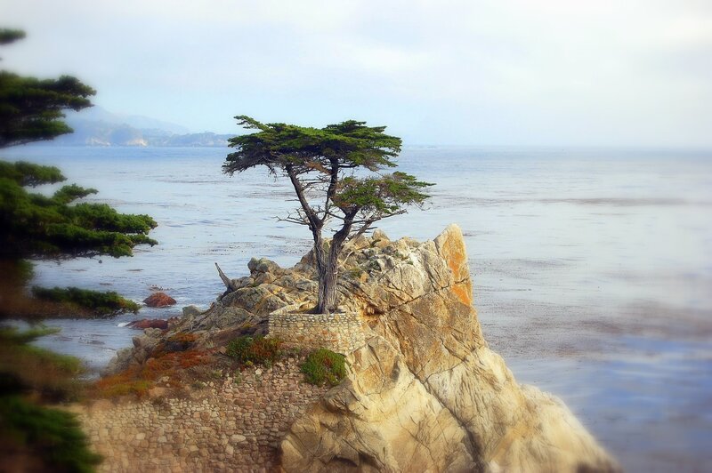 Tree on Rocky Cliff — Green, Serene, Morning