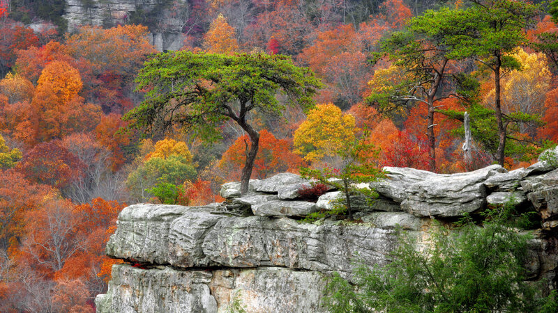 Tree on Rocky Cliff — Orange, Serene, Autumn