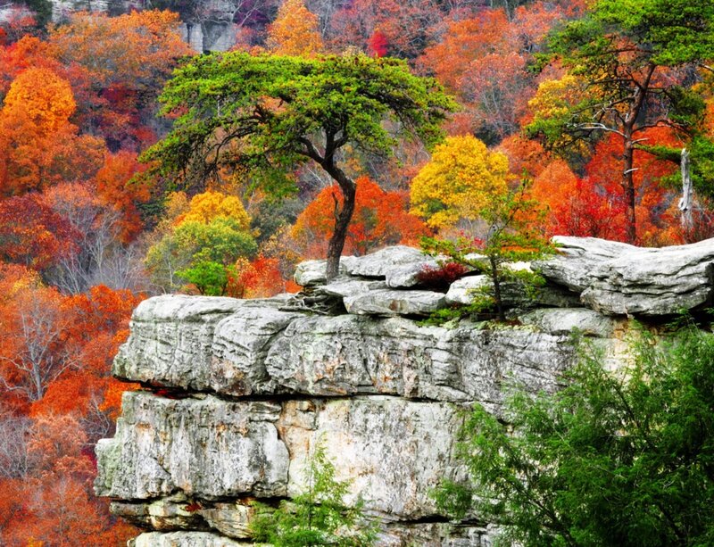 Tree on Rocky Cliff — Orange, Serene