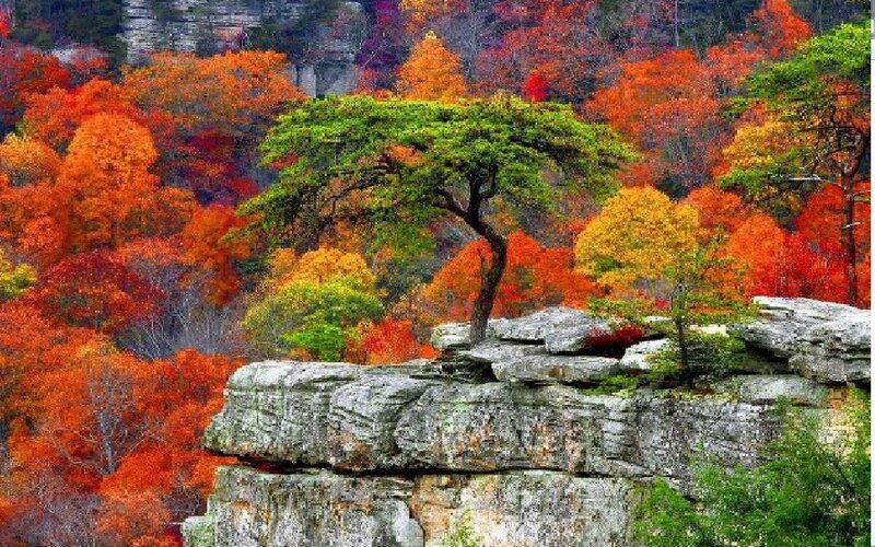 Tree on Rocky Cliff — Orange