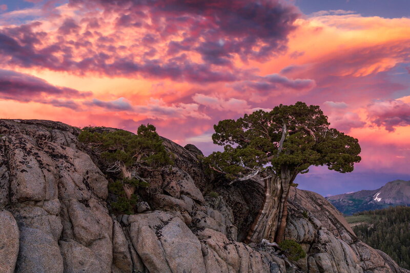Tree on Rocky Cliff — Pink