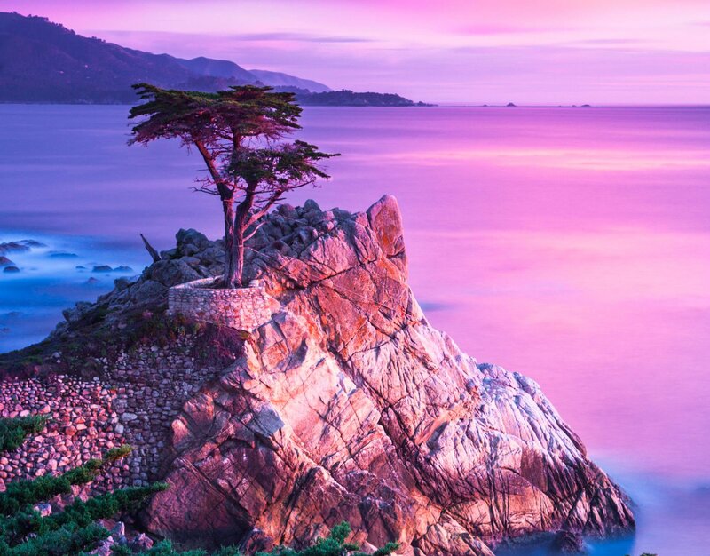 Tree on Rocky Cliff — Purple