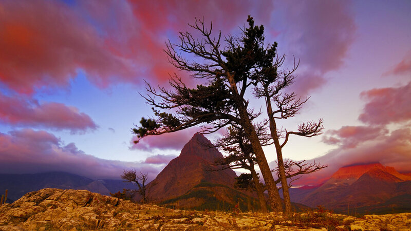Tree on Rocky Hill