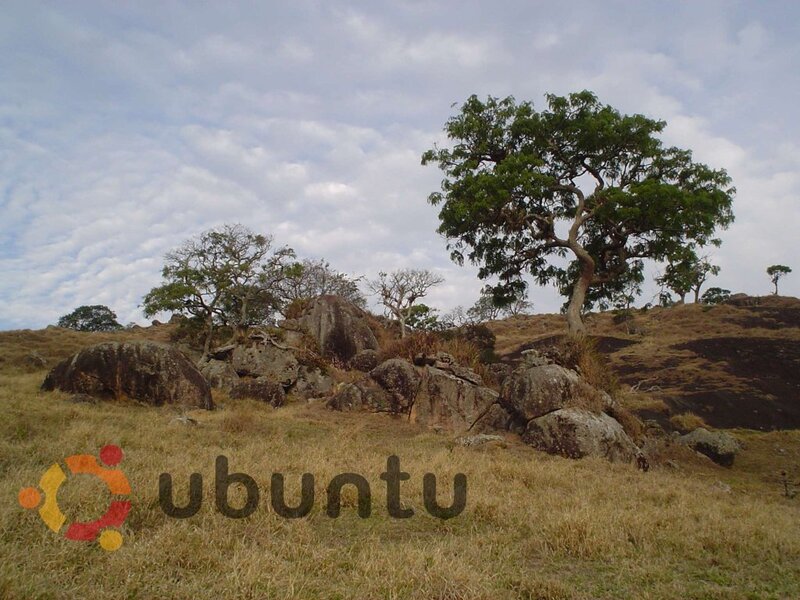 Tree on Rocky Hillside — Brown