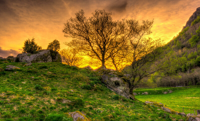 Tree on Rocky Hillside — Green, Dramatic