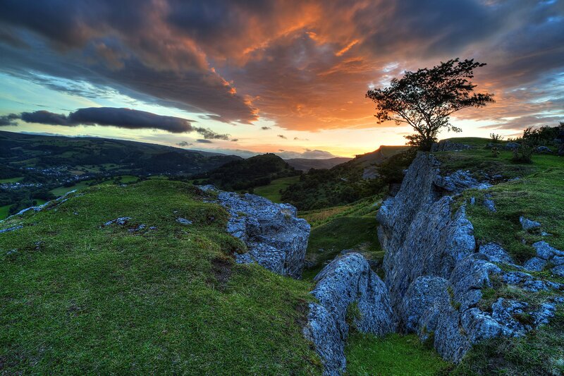 Tree on Rocky Hillside — Green