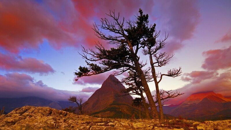 Tree on Rocky Hillside — Purple, Dramatic