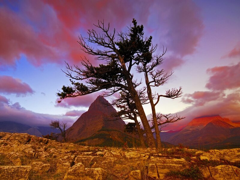 Tree on Rocky Hillside
