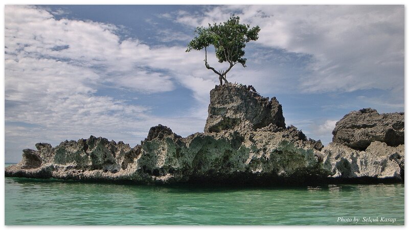 Tree on Rocky Outcrop