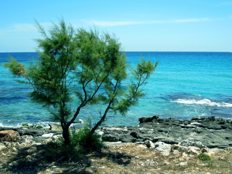 Tree on Rocky Shore — Blue, Serene, Afternoon