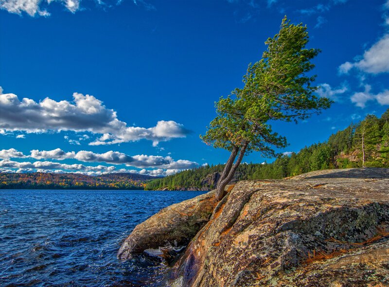 Tree on Rocky Shore — Blue, Serene, Autumn