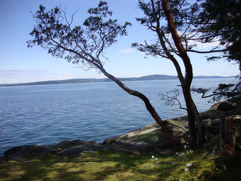 Tree on Rocky Shore — Blue
