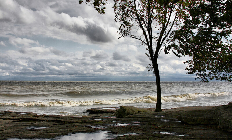 Tree on Rocky Shore — Gray