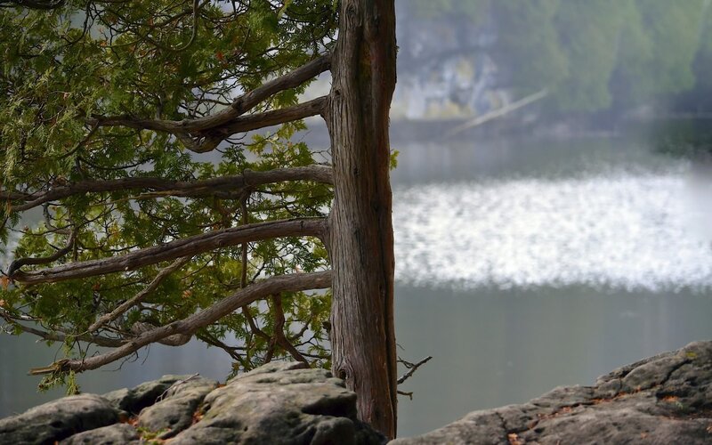 Tree on Rocky Shore — Green, Serene