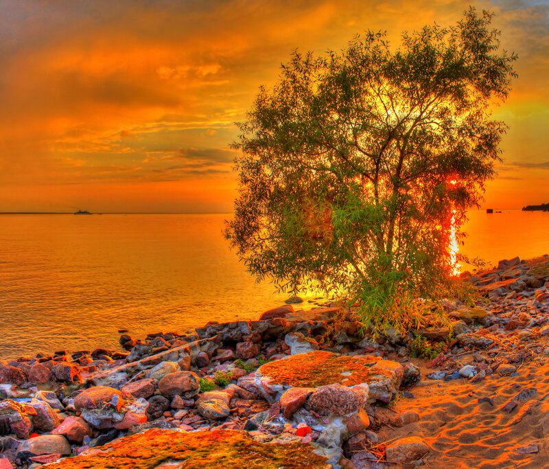 Tree on Rocky Shore — Orange, Dramatic, Sunset