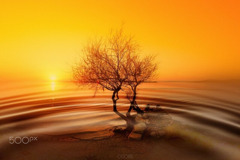 Tree on Rocky Shore — Orange, Serene, Sunset, Photograph