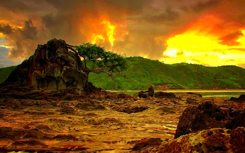 Tree on Rocky Shore — Orange