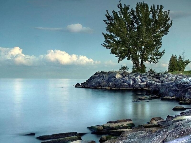 Tree on Rocky Shore