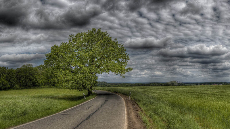 Tree on Rural Road — Green, Dramatic