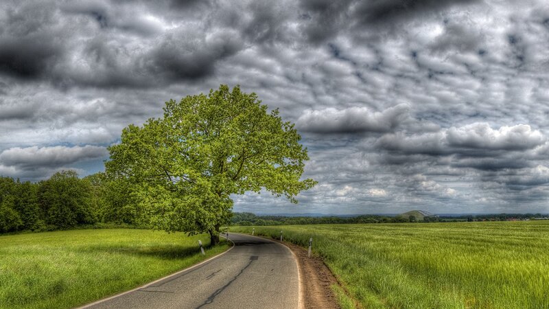 Tree on Rural Road — Green