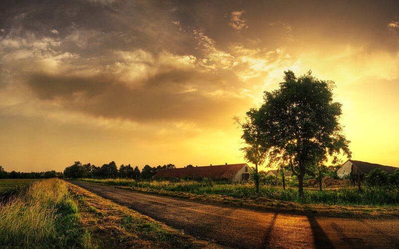 Tree on Rural Road — Yellow
