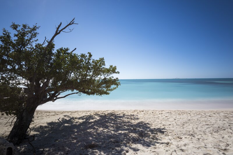 Tree on Sandy Beach — Blue