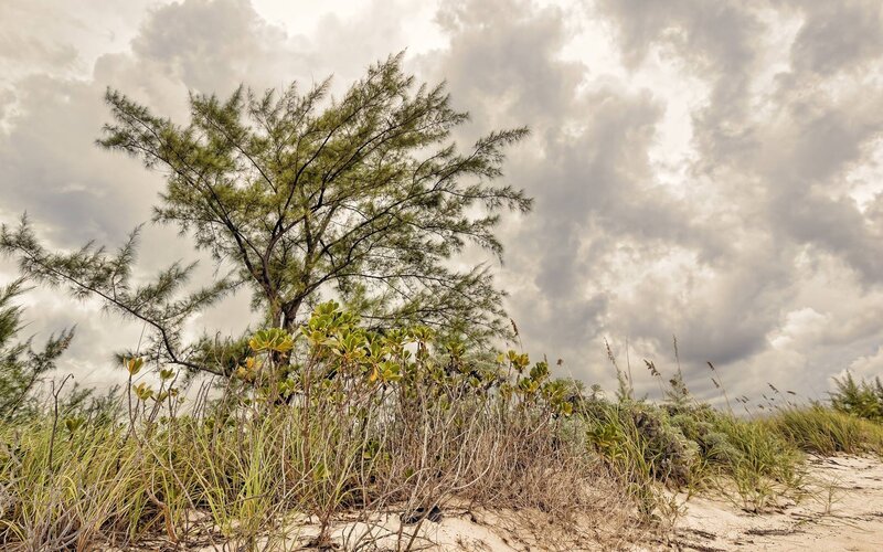 Tree on Sandy Dune