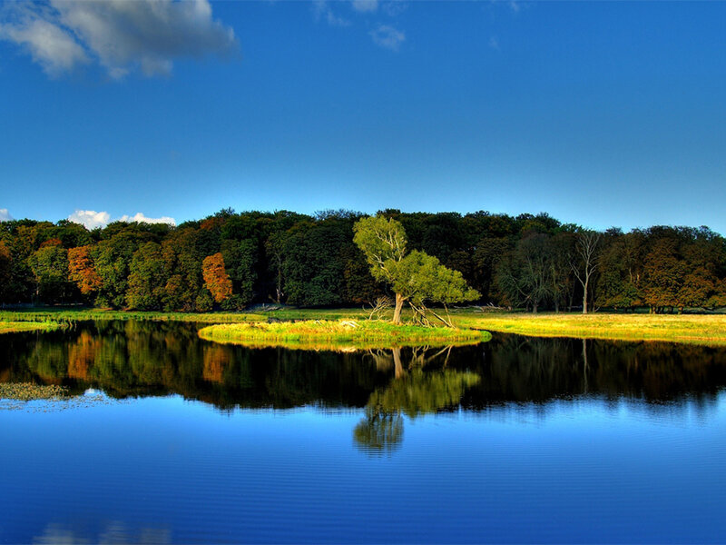 Tree on Small Island — Blue, Serene