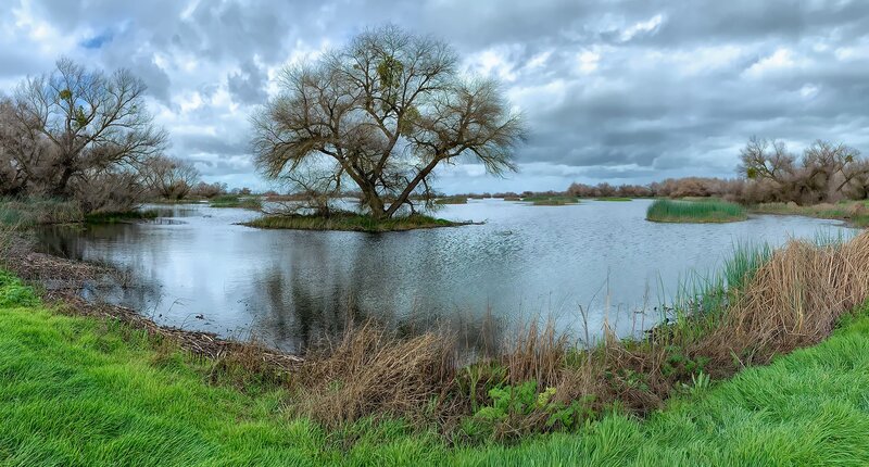 Tree on Small Island — Green, Dramatic