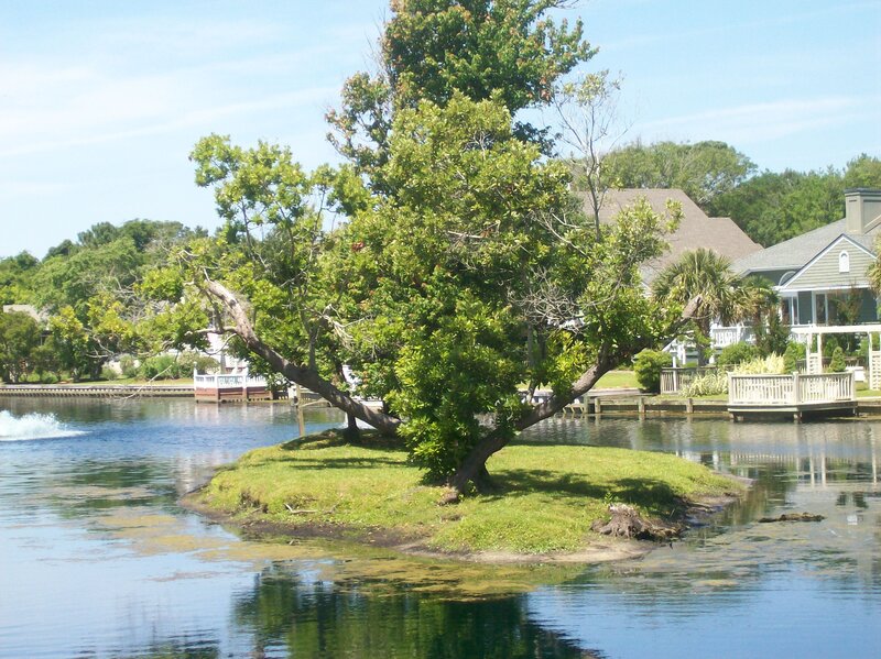 Tree on Small Island — Green, Serene