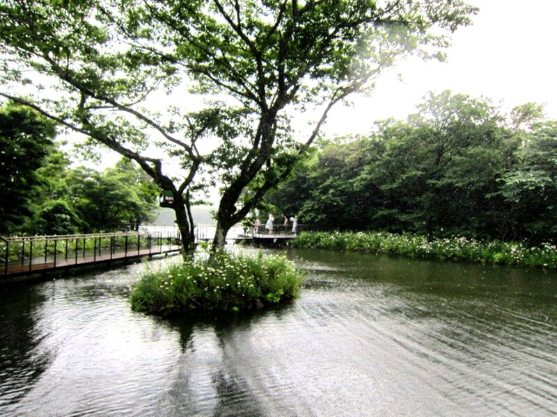 Tree on Small Island — Green