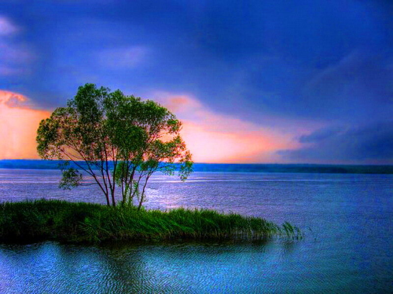Tree on Small Island