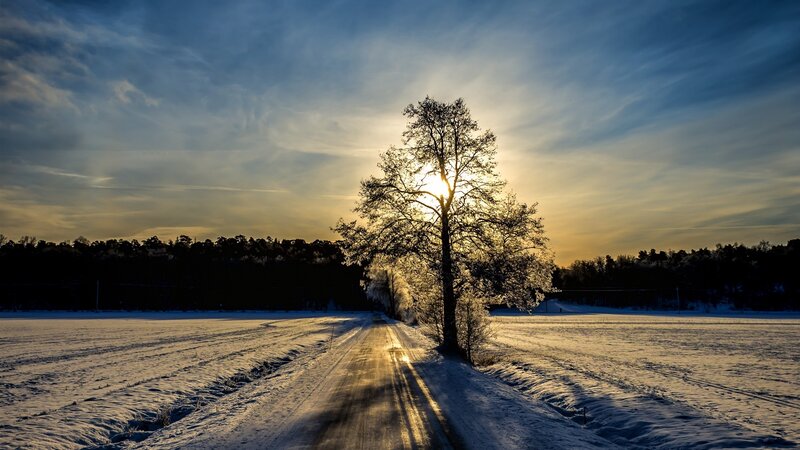 Tree on Snowy Road