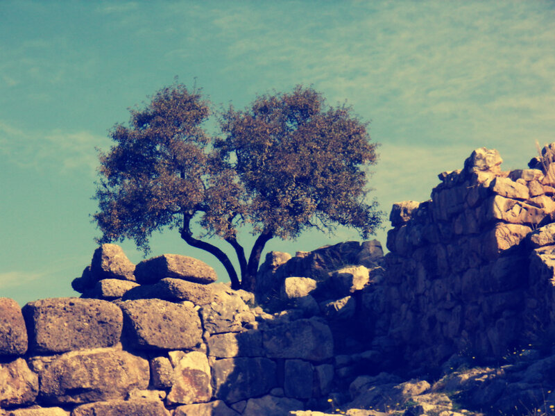 Tree on Stone Wall
