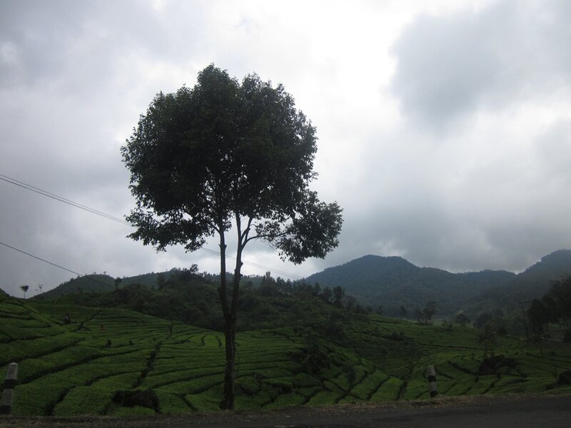 Tree on Tea Plantation