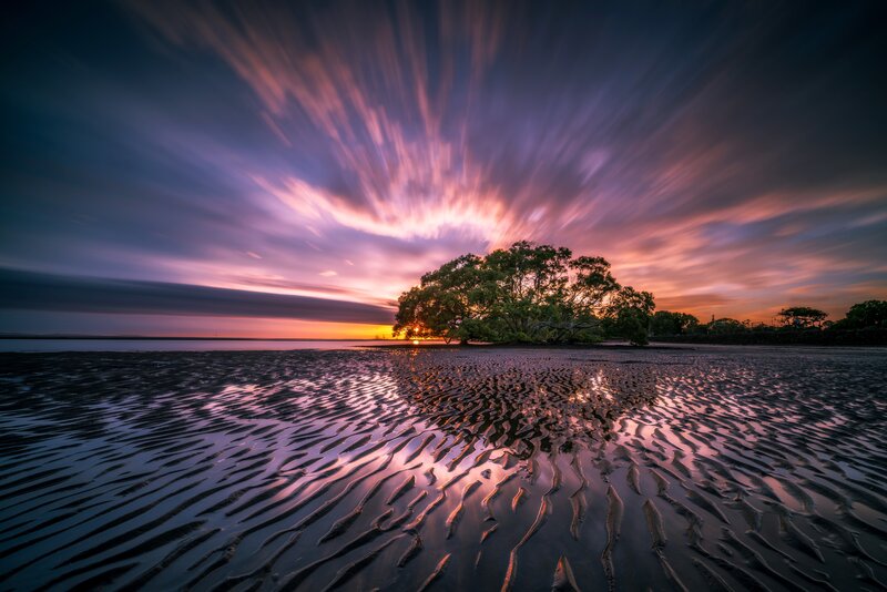 Tree on Tidal Flat